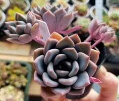 札付き】 ピンクプリティ フェミニンスカイ 風月苗 土付き発送 多肉