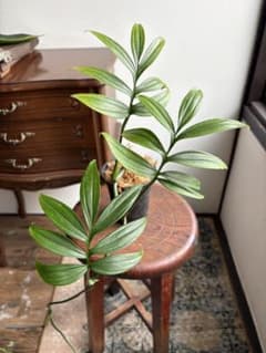 モンステラ　スプルセアナ　Spruceana 3.5号 ①のサムネイル