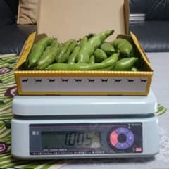 そら豆 『さや付』 無選別 1kgのサムネイル