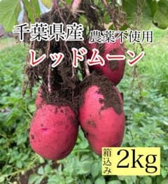新じゃがいも レッドムーン 農薬不使用 箱込み2kg｜千葉県産 - メルカリ
