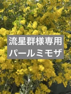 流星群様専用パールミモザのサムネイル