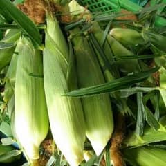 本日限定！本日発送！朝採れトウモロコシ＼(^^)／15本★のサムネイル
