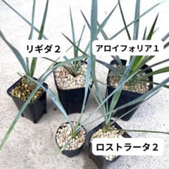 ユッカ実生苗5株セット ロストラータ2 リギダ2 アロイフォリア1抜き苗