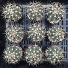 サボテン メロカクタス 月光雲 実生苗9鉢セット 鉢ごとメルカリ便発送