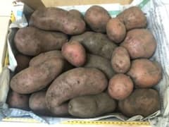 無農薬ジャガイモ  赤系3種類　約２kgのサムネイル
