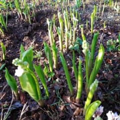 すずらん苗　花つき７本のサムネイル