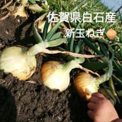 佐賀県白石産　新玉ねぎ　5kgのサムネイル