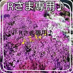 キレイになるプラセンタ！のサムネイル