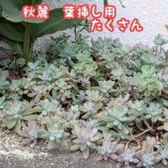 秋麗　☆　葉挿し用　たくさんのサムネイル