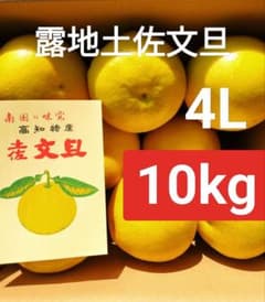 ㊶高知特産 露地栽培 土佐文旦 4L限定 文旦 約20kg 大玉 サイズ 88.高知特産 露地栽培 土佐文旦 4L限定 文旦 約20kg 大玉 サイズ