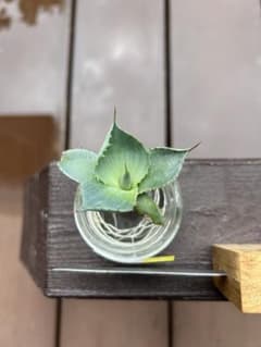 アガベパリー③のサムネイル
