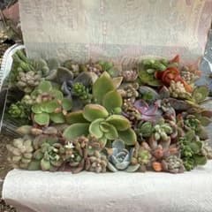 多肉植物　寄せ植えセットのサムネイル