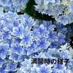 アジサイタグ付き ブルー万華鏡 4号鉢 - メルカリ