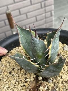 カモメン様　専用のサムネイル