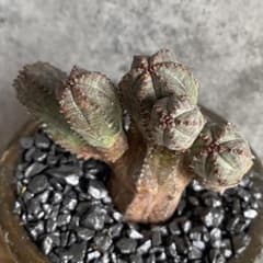 B18883☆オークション販売☆ユーフォルビア 極上木化 ヴィンテージ