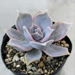 多肉植物 ♡ リラシナ ♡ 抜き苗 - メルカリ