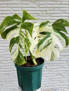 美株】モンステラデリシオーサバルバソーBulbasaur 散り斑 中小株