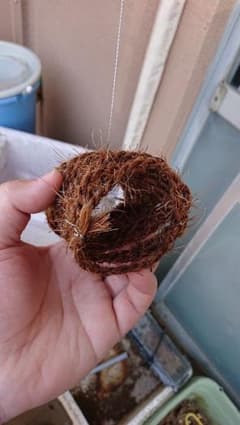 メダカ 産卵床のサムネイル