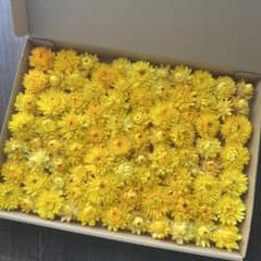 花No.065 ヘリクリサム ドライフラワー イエロー系 黄色のサムネイル