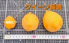 ビッグびわ　希少　クイーン長崎のサムネイル