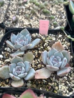 多肉植物 ルルのサムネイル