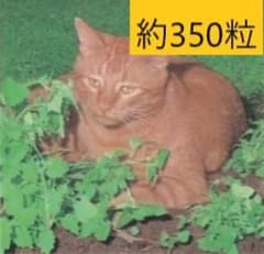 メーカー純正品＜ハーブの種＞キャットニップ　０．３ｍｌ（約３５０粒）のサムネイル