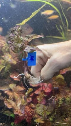 タイガーロータスレッド 1 株 (14) 球根あり （おまけの水草2株）のサムネイル