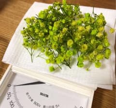 かすみ草 プリザーブドフラワー 4色のサムネイル