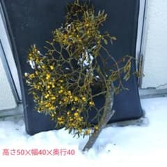 ヤドリギno.134 - メルカリ