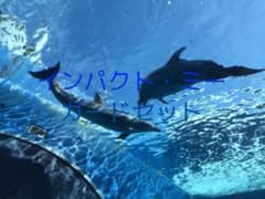 インパクト・ミーのサムネイル