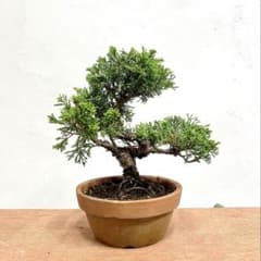 盆栽 糸魚川真柏 素材⑦ 葉性良のサムネイル