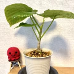 【フィカス・ウンベラータ実生苗61】ハート型の葉が魅力！「永遠の幸せ」の花言葉のサムネイル