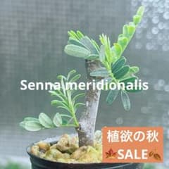 大特価☆早い者勝ち☆発根済み】 センナ メリディオナリス 鉢のまま