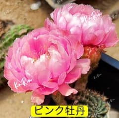 21-ピンク牡丹 超人気花サボテン ロビビア属 カキコ - メルカリ