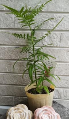 コショウボク　ピンクペッパー　苗のサムネイル