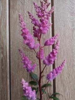 切り花品種　アスチルベ　アメジストのサムネイル
