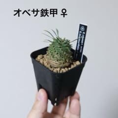 オベサ鉄甲 ♀ - メルカリ