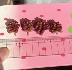 アップルベリー　多肉植物　セダム　カット苗①のサムネイル