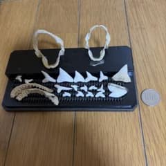 サメの歯、顎の標本セットのサムネイル