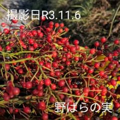 野ばらの実　約20センチ　50本　　R3.11.6採取のサムネイル