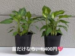 観葉植物 2鉢セットのサムネイル