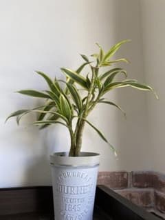ドラセナ リフレクサ　グリーンソングオキナワ　観葉植物のサムネイル