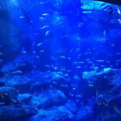 かおりん様専用のサムネイル
