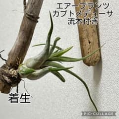 エアープランツ カプトメデューサ 着生 流木付き 花芽出てきました