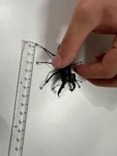 クワガタ 標本 昆虫標本のサムネイル
