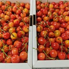VW4箱セット　加工用　紅秀峰　画像が現物　１ｋｇ V 2箱セット 加工用 紅秀峰 画像が現物 1kg - メルカリ