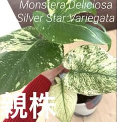 【超希少】モンステラ　デリシオーサ　シルバースター　発根済み　鉢植え発送 K*y様 【超希少】モンステラ デリシオーサ シルバースター トップ