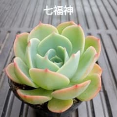 多肉植物✩.*˚七福神 抜き苗 No.2 七福神 抜き苗 多肉植物 - メルカリ