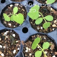値下げしました！きゅうりメロンの苗2つのサムネイル