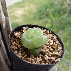 多肉植物　ロゼアのサムネイル